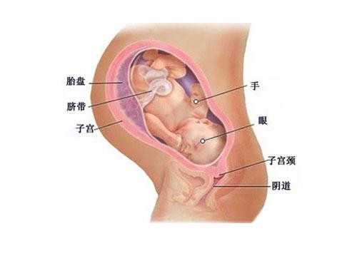 北京捐卵中介_选择试管助孕时，男性
